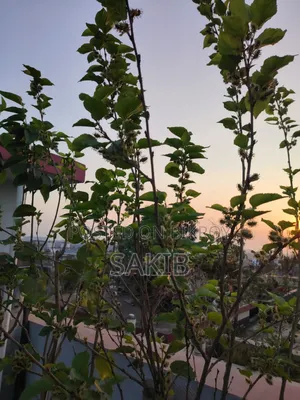 Turkey Mulberry Matured Plant | টার্কি মালবেরি পরিণত গাছ