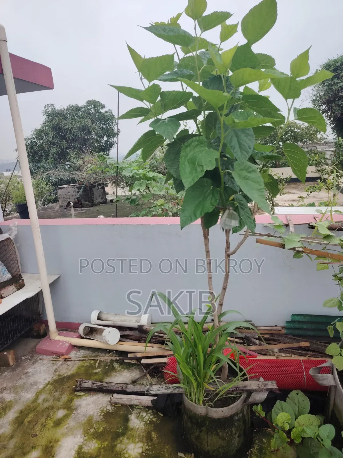 Turkey Mulberry Matured Plant | টার্কি মালবেরি পরিণত গাছ