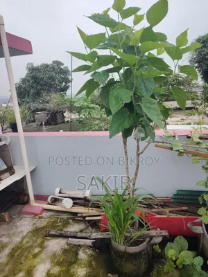 Turkey Mulberry Matured Plant | টার্কি মালবেরি পরিণত গাছ