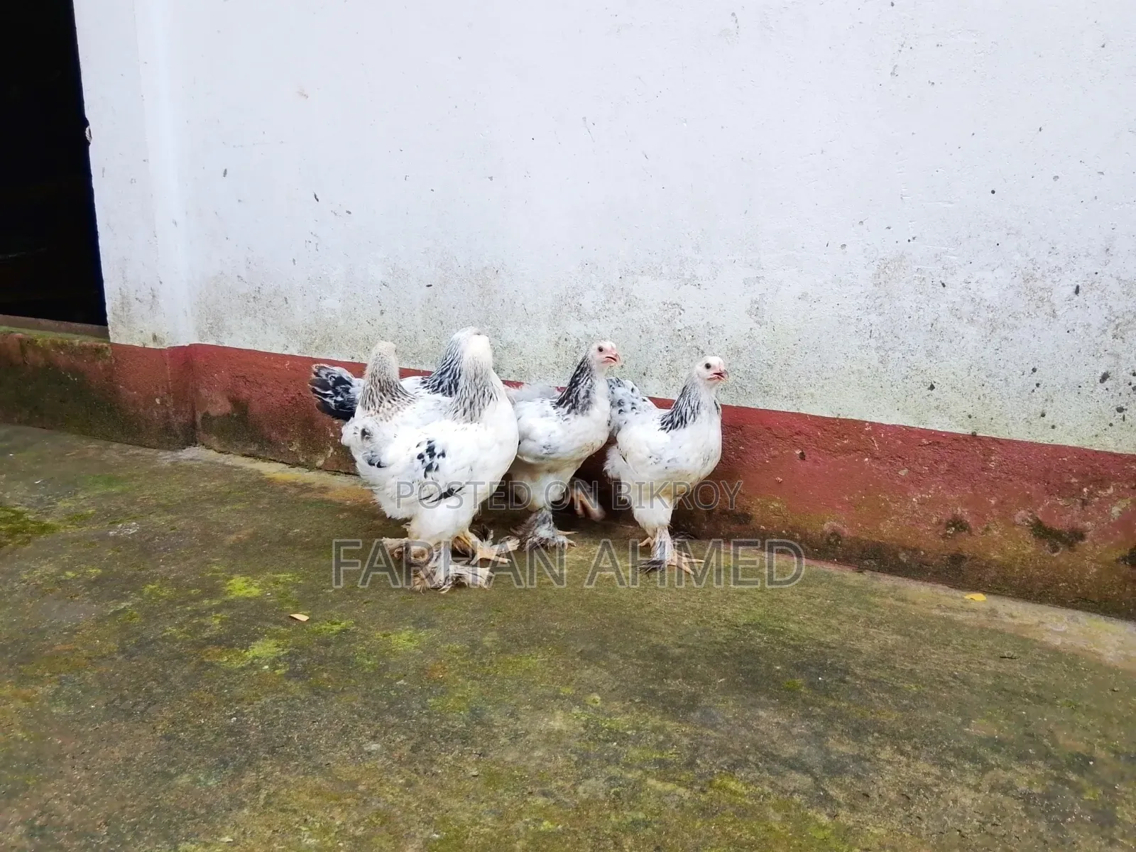 Colombian Light Brahma Chicken