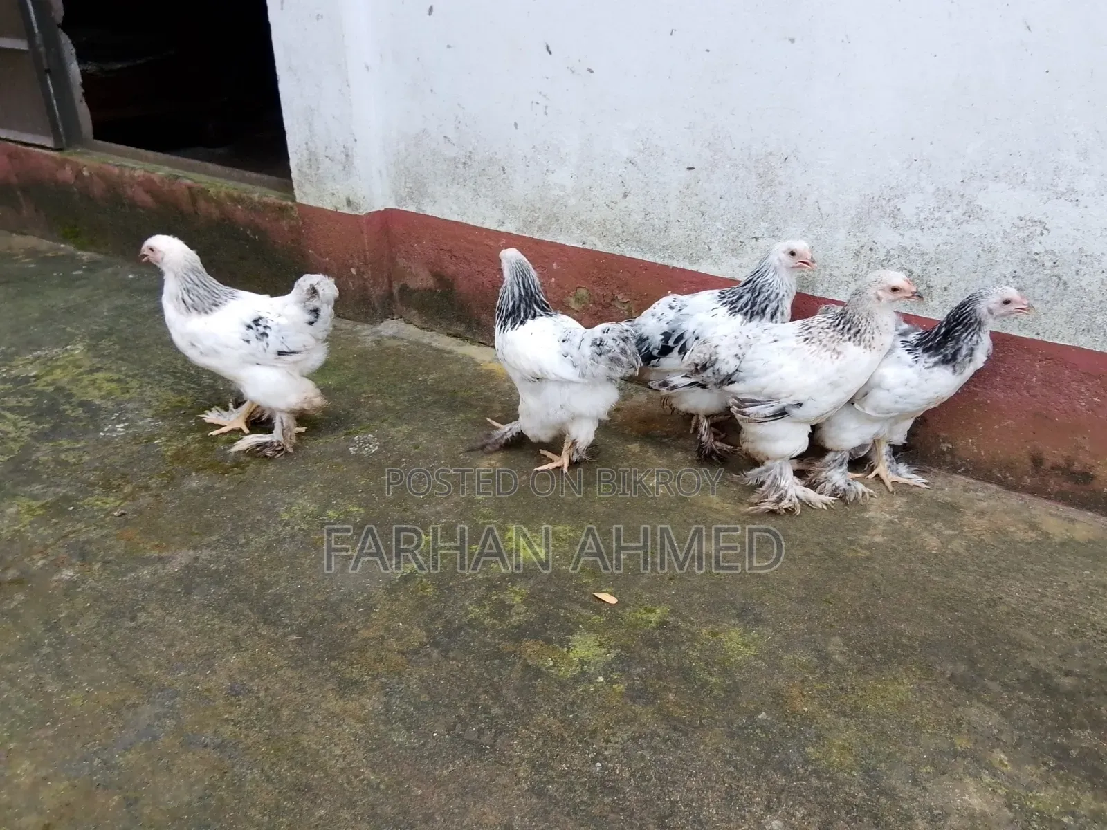 Colombian Light Brahma Chicken