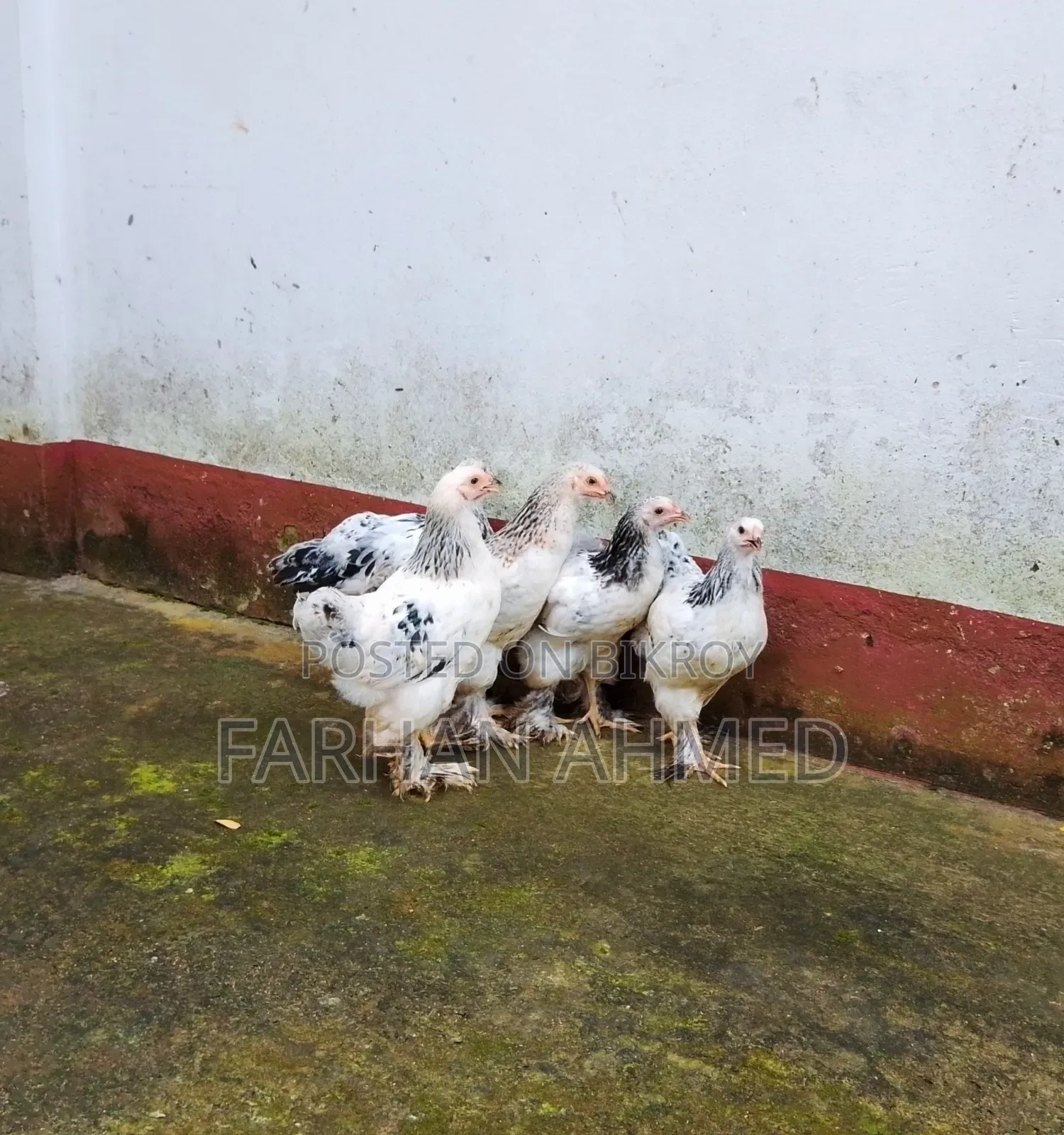 Colombian Light Brahma Chicken