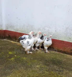 Colombian Light Brahma Chicken