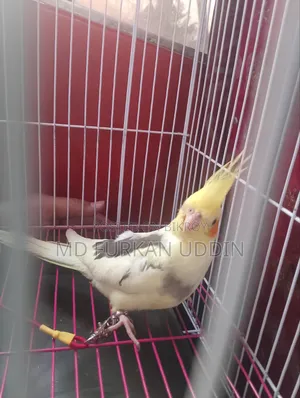 হাফ টেম কোকাটেল ।