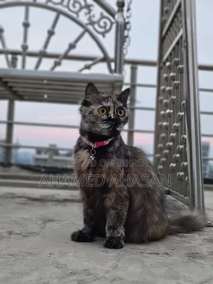 ১+ বছরের স্ত্রী পার্সিয়ান বিড়াল