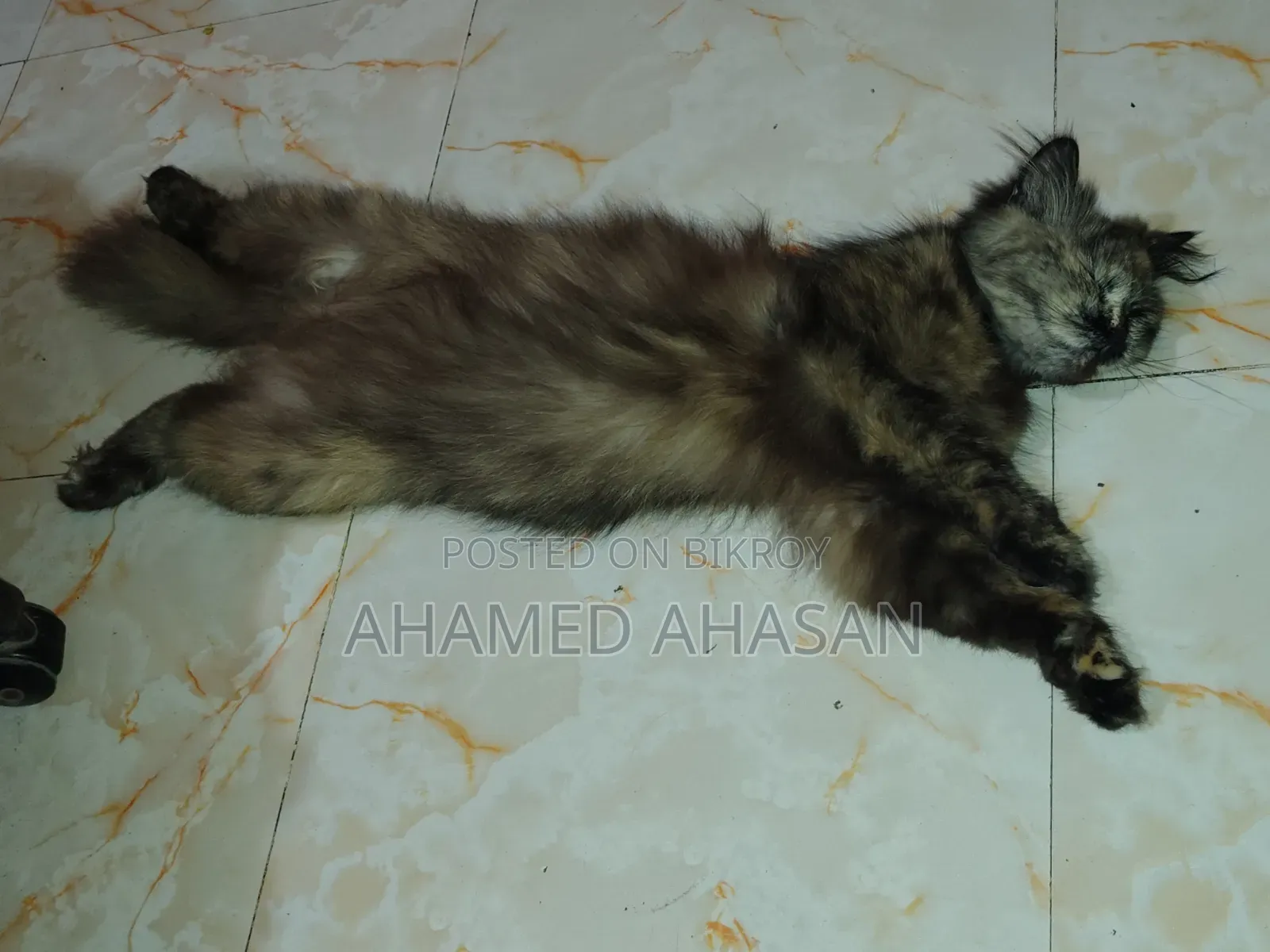 ১+ বছরের স্ত্রী পার্সিয়ান বিড়াল