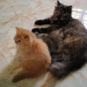 ১-৩ মাস বয়সী মেয়ে পার্সিয়ান বিড়াল