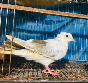 Pied Chital Dove