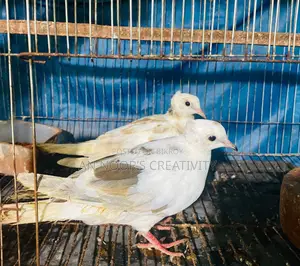 Pied Chital Dove