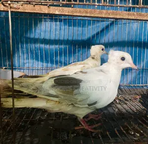 Pied Chital Dove