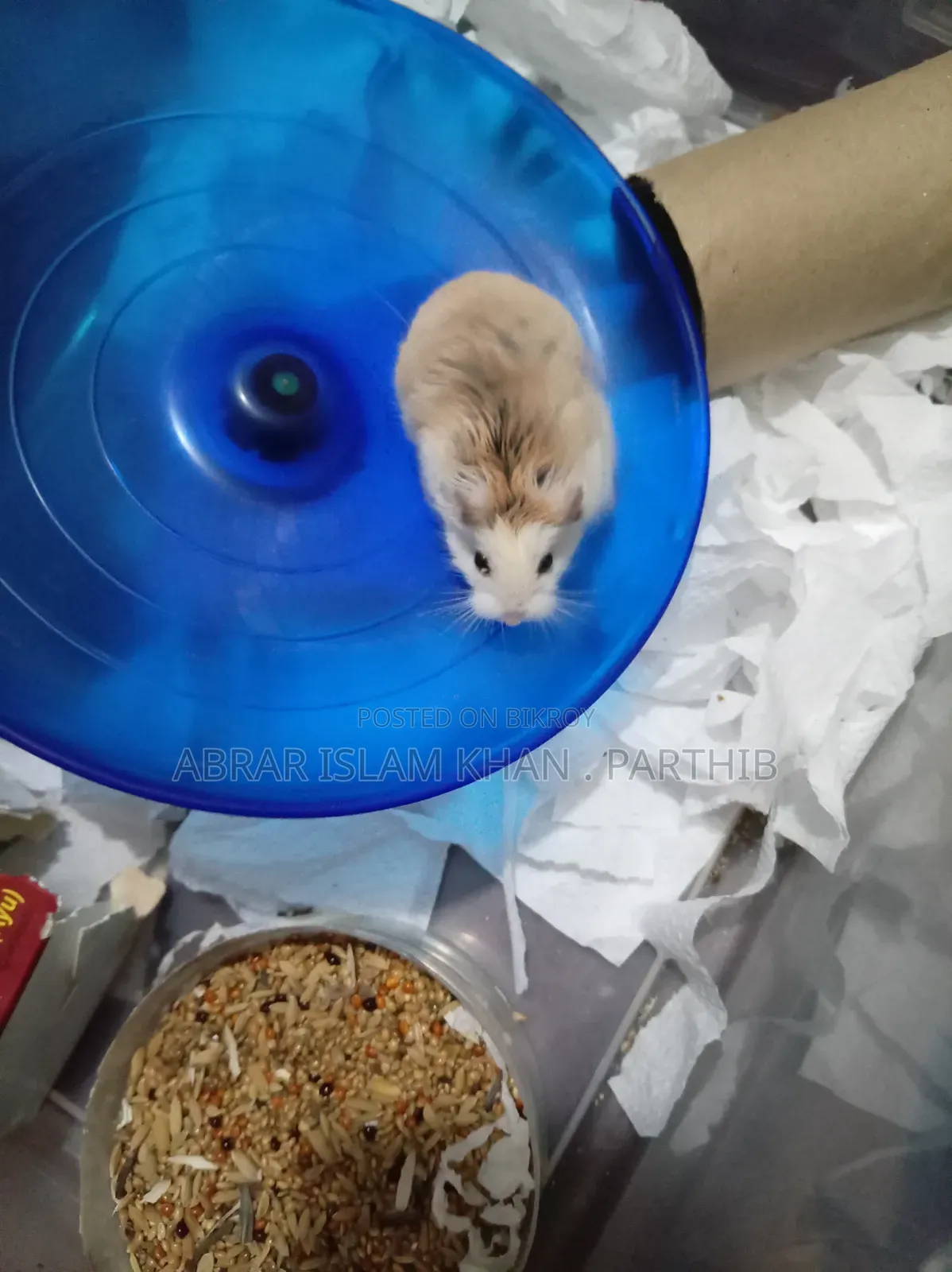 রোবো ফিমেল হ্যামস্টার) হোয়াটসঅ্যাপ নম্বর
