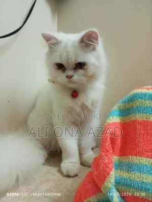 3-6 months Male Mixed Breed Persian