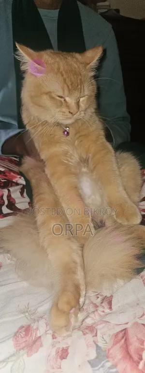 ১+ বছরের পুরুষ পিওরব্রেড পার্সিয়ান বিড়াল