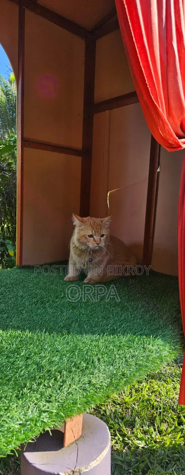 ১+ বছরের পুরুষ পিওরব্রেড পার্সিয়ান বিড়াল