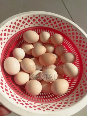 Chicken Hatching Eggs