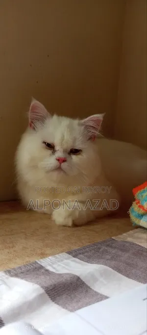 3-6 months Male Mixed Breed Persian