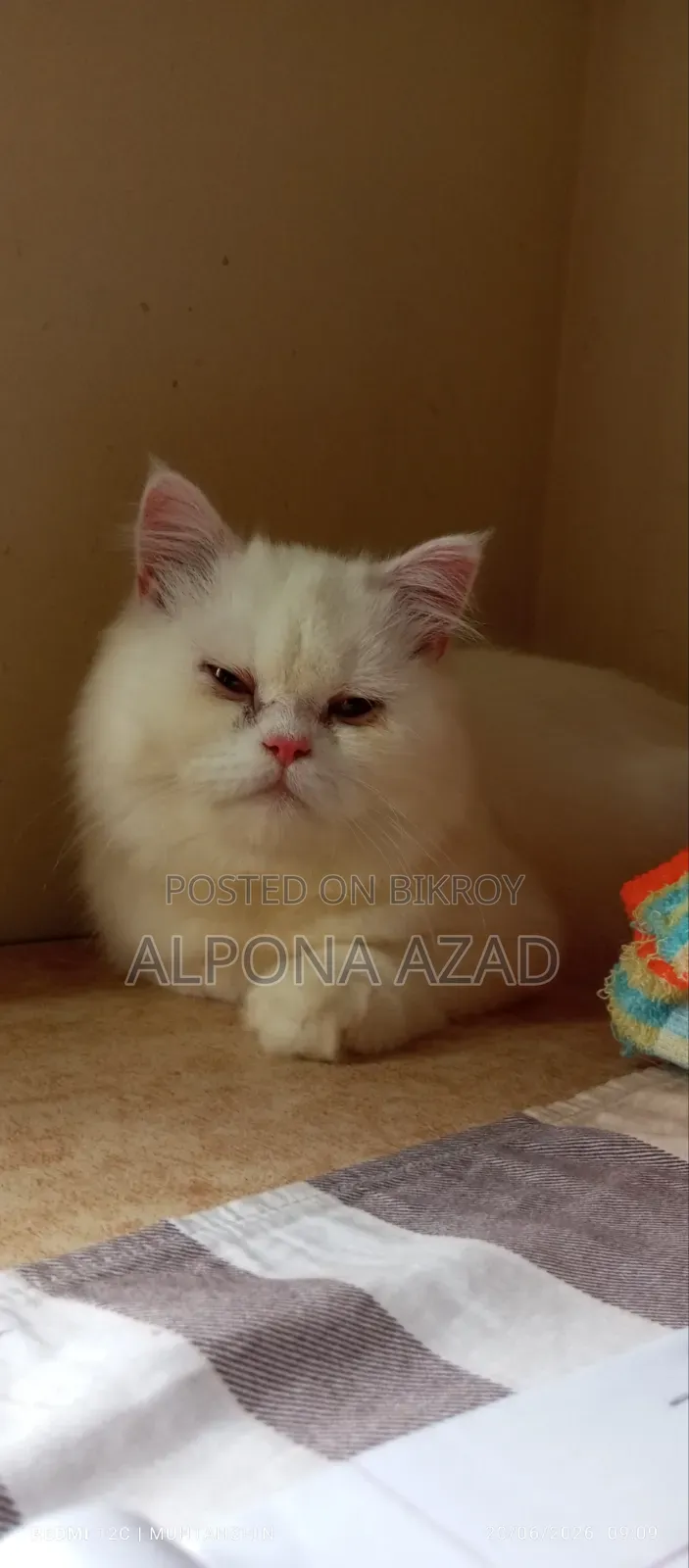 3-6 months Male Mixed Breed Persian