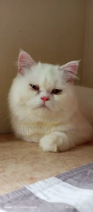 3-6 months Male Mixed Breed Persian