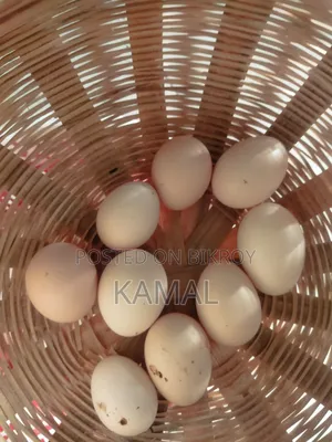 মুরগির বীজ ডিম