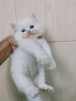 1-3 months Female Purebred Persian