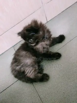 1-3 Months Female Purebred Persian