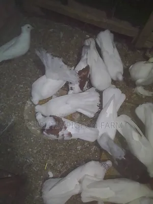 নতুন জোড়া বেঁধেছে এরকম ময়ুরী এক জোড়া
