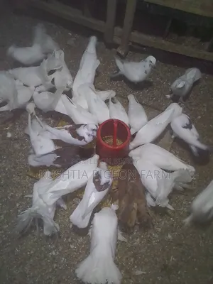 নতুন জোড়া বেঁধেছে এরকম ময়ুরী এক জোড়া