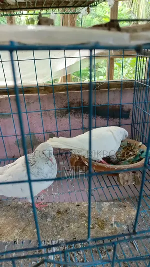 2 pairs of Giribaz pigeons with babies.