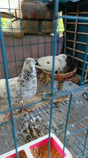 2 pairs of Giribaz pigeons with babies.