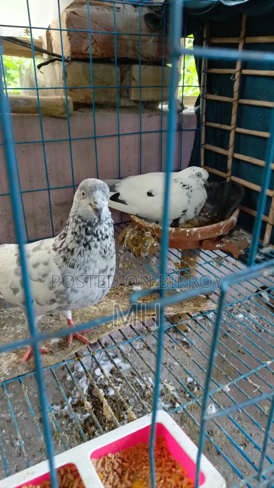 2 pairs of Giribaz pigeons with babies.