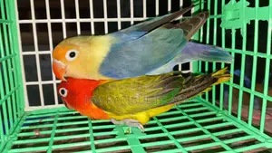 Love Bird for S E Ll