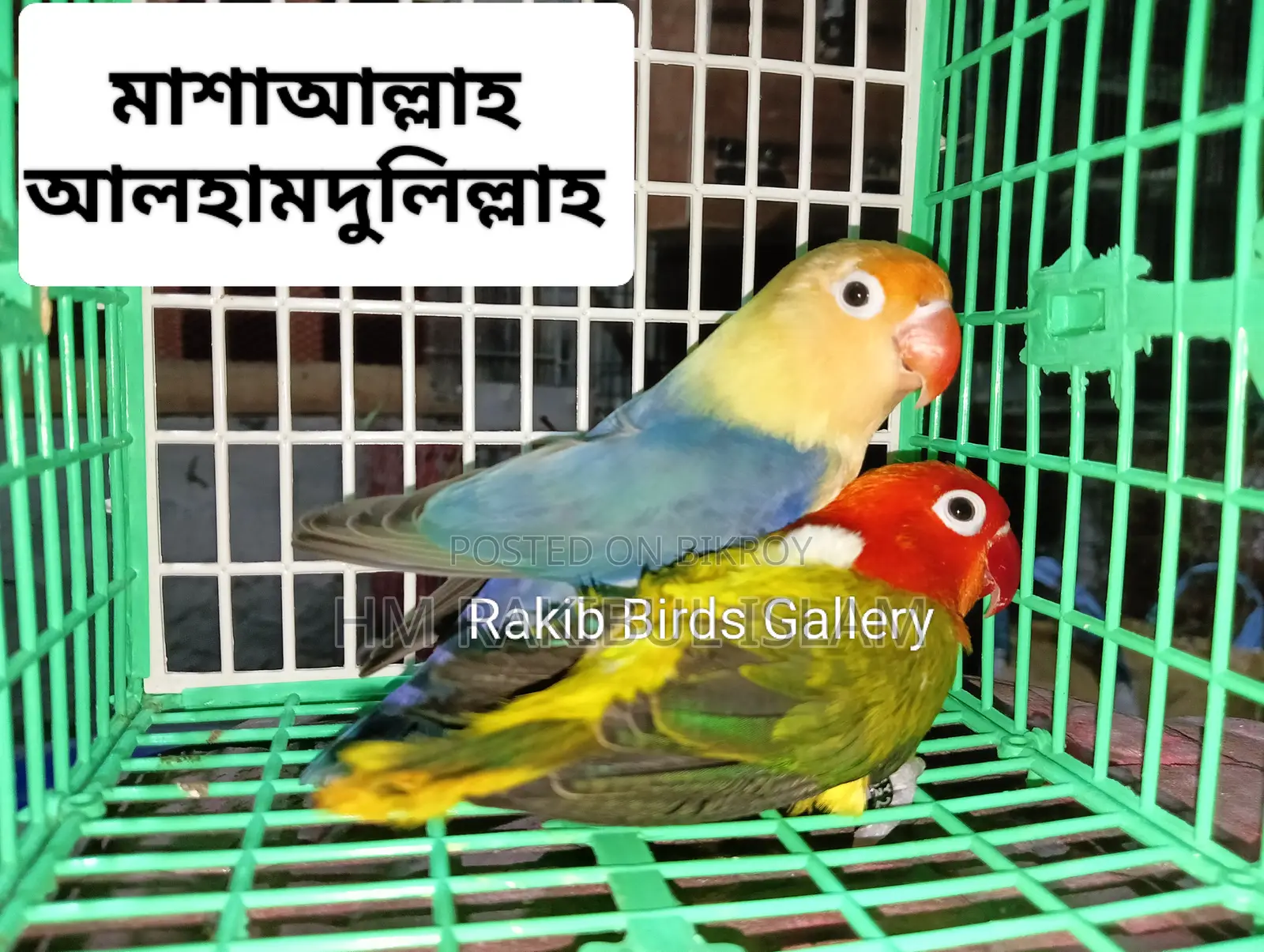 Love Bird for S E Ll