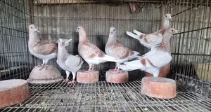 রেসার বেবি (রেড চেক মিলি)