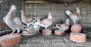 রেসার বেবি (রেড চেক মিলি)