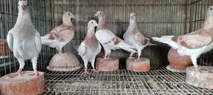 রেসার বেবি (রেড চেক মিলি)