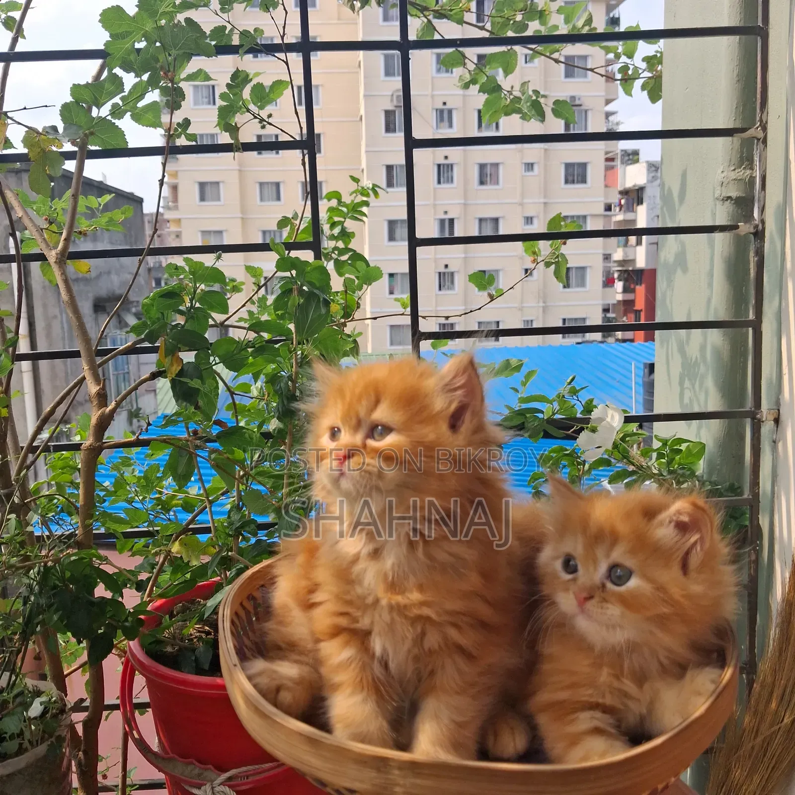 1-3 Months Female Purebred Persian