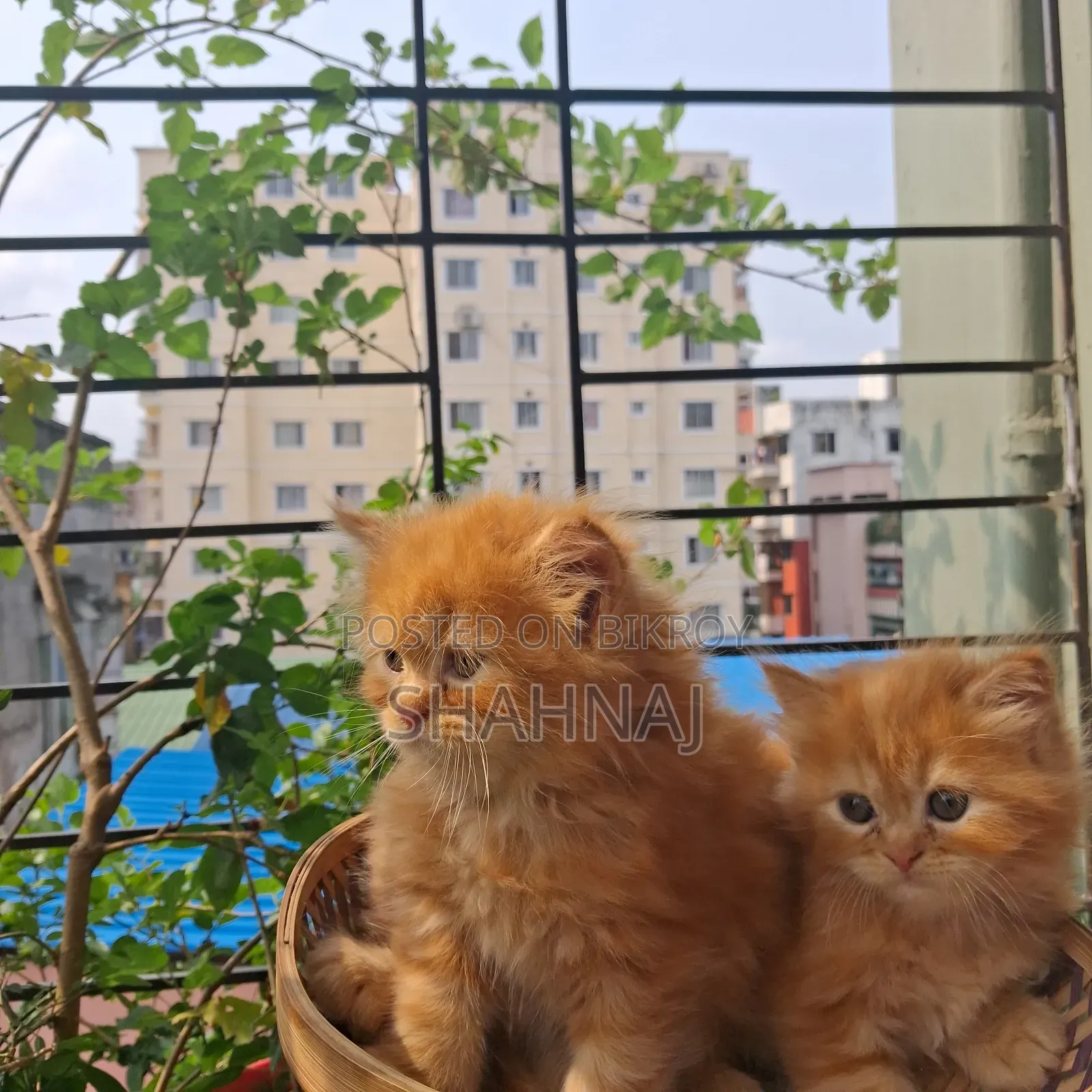 1-3 Months Female Purebred Persian