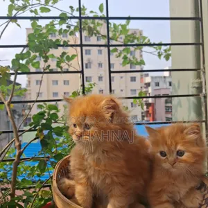 1-3 Months Female Purebred Persian