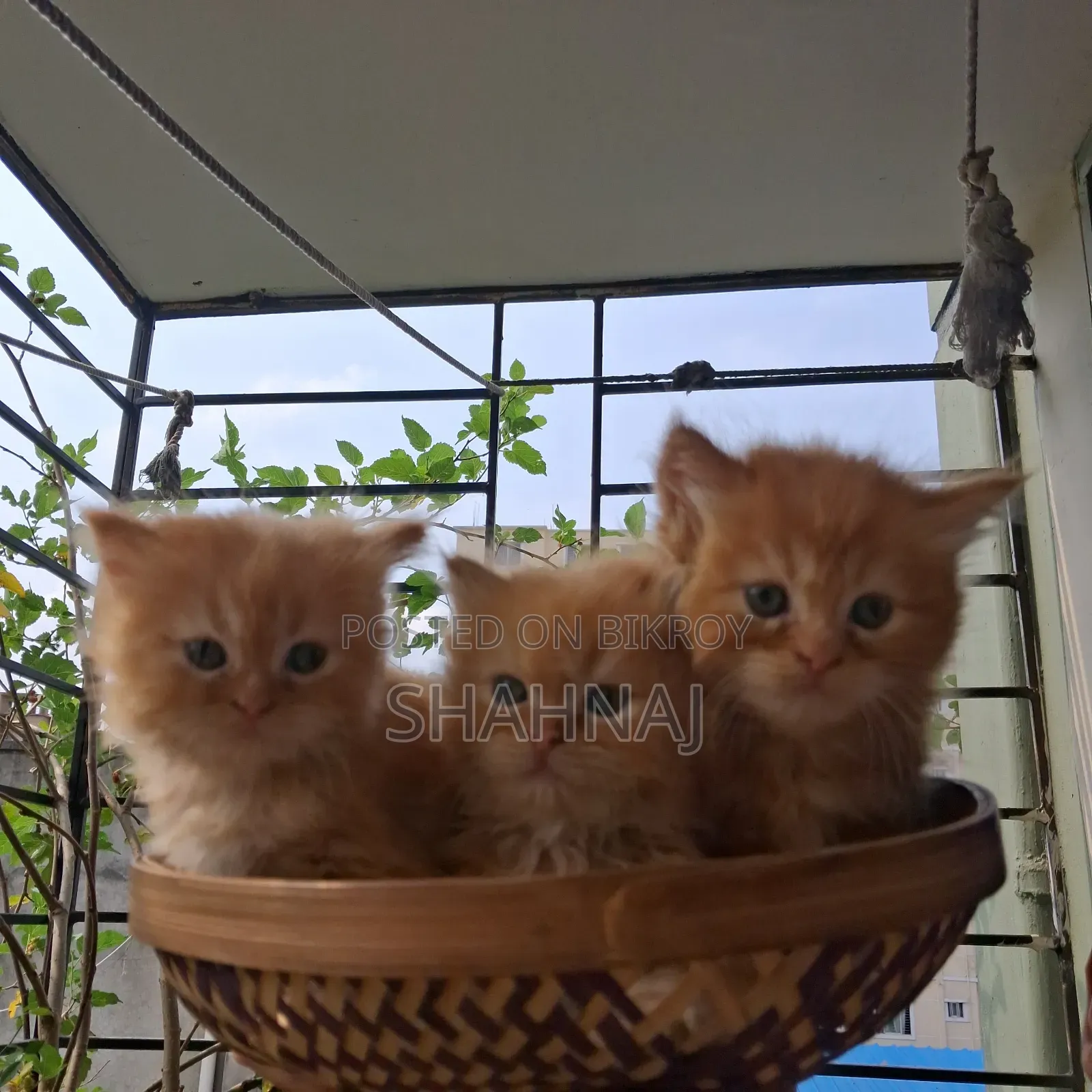 1-3 Months Female Purebred Persian