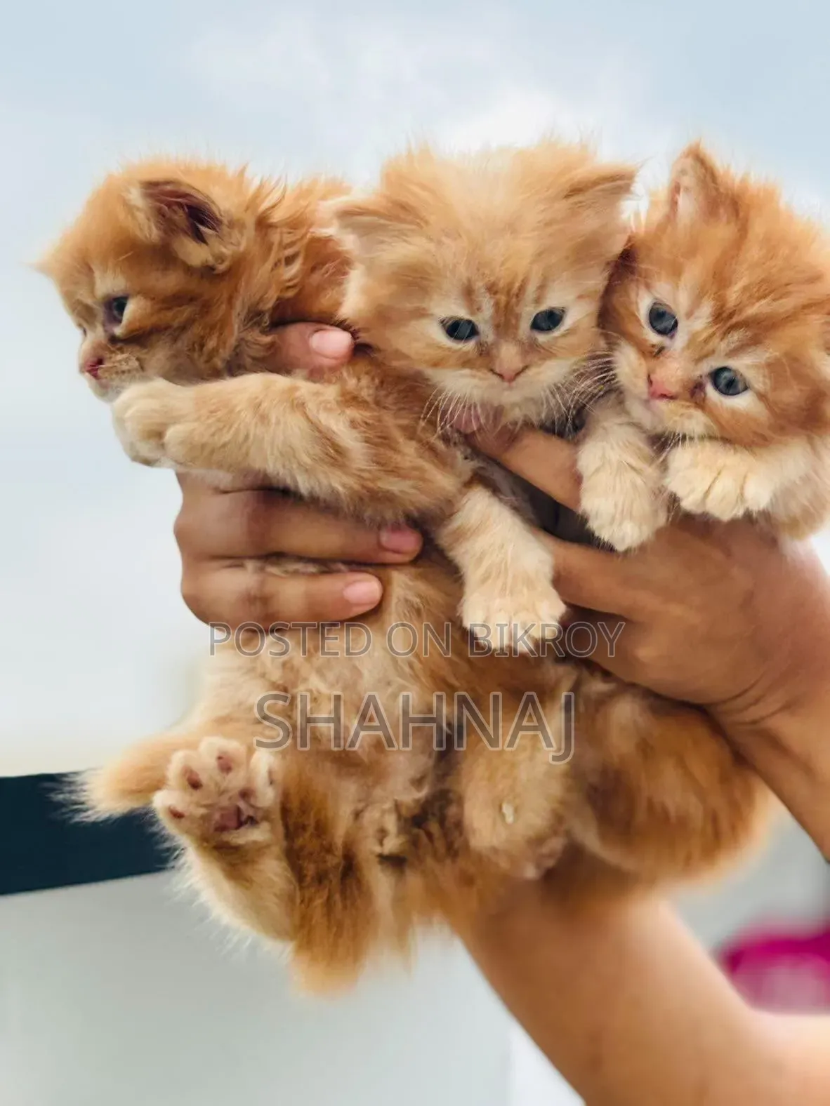 1-3 Months Female Purebred Persian