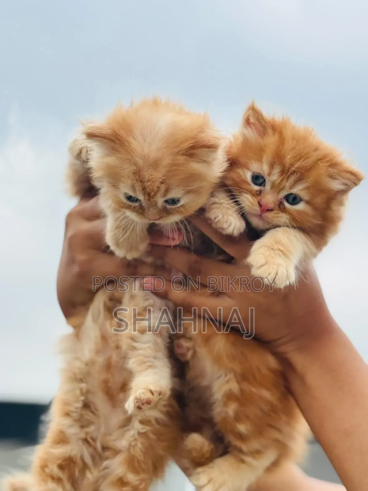 1-3 Months Female Purebred Persian