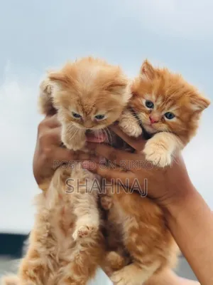 1-3 Months Female Purebred Persian