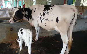 Cow number 1367 with 15 liters of daily milk production for sale with guarantee.