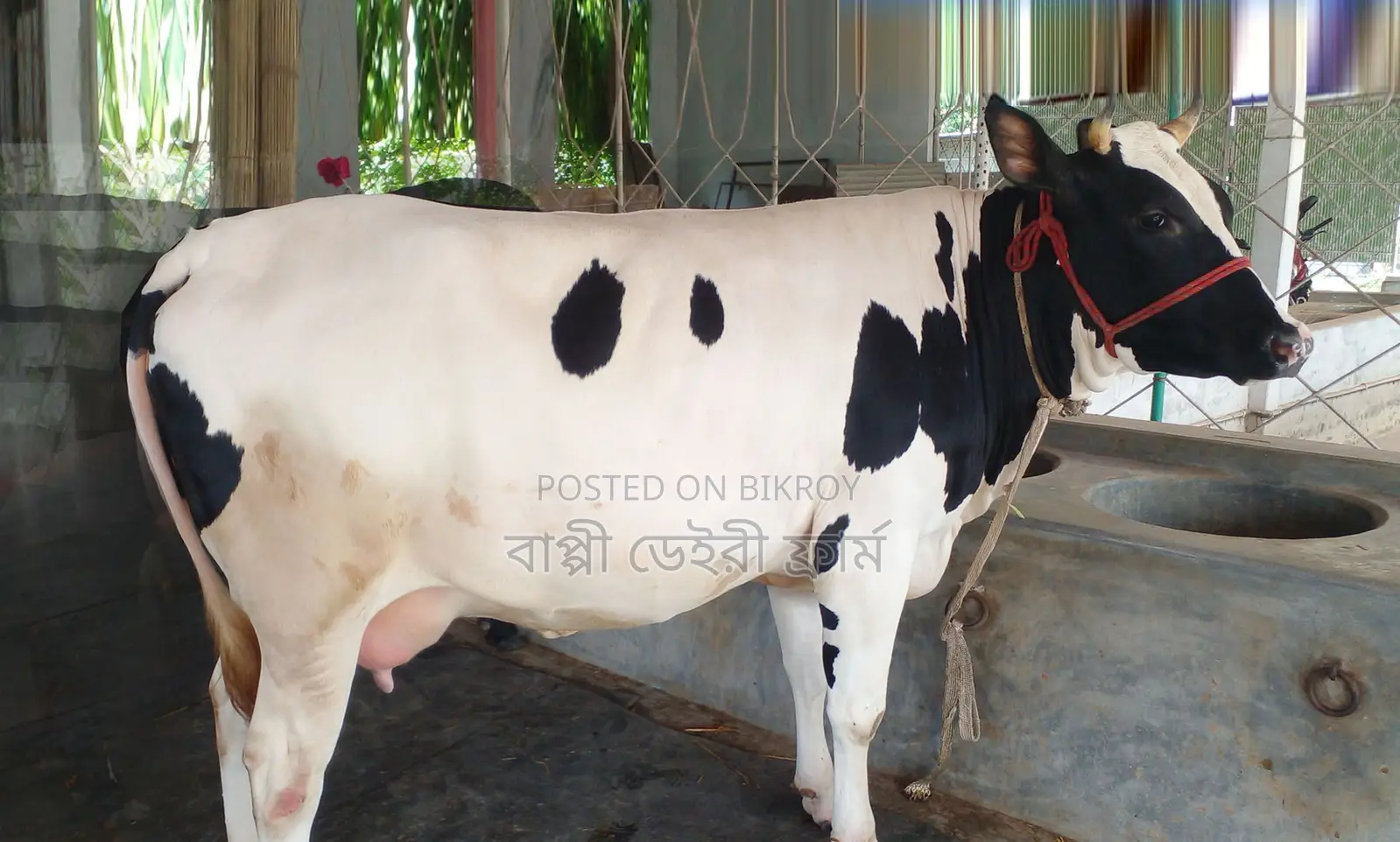 ১৩৬৮নং অল্প দামে বাছুর সহ ভালো জতের গাভী কিনুন ।