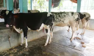 1369 number 3 high-quality heifers for rearing.