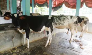 1369 number 3 high-quality heifers for rearing.