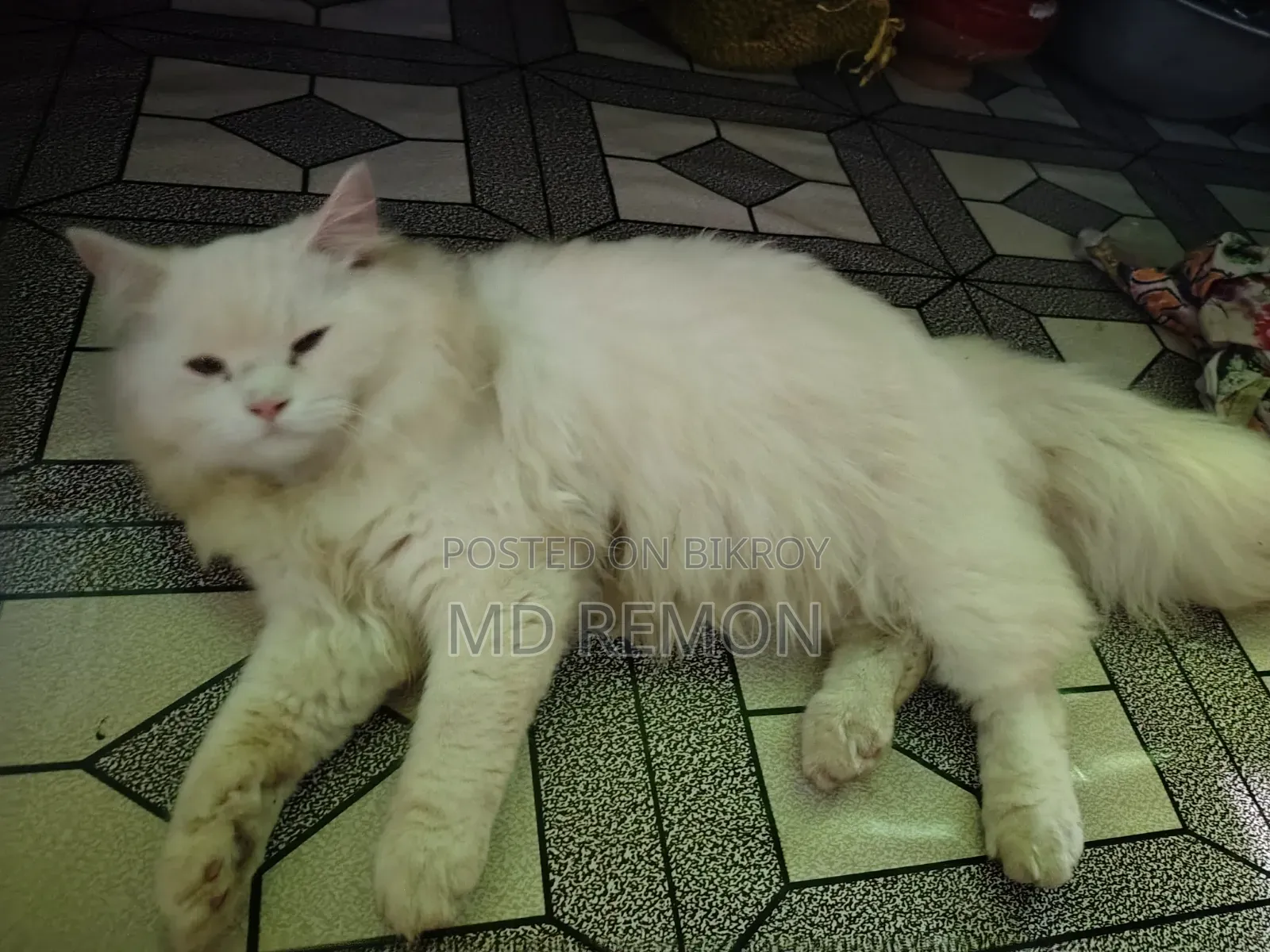 6-12 Months Female Purebred Persian