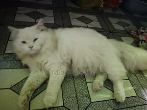 6-12 Months Female Purebred Persian