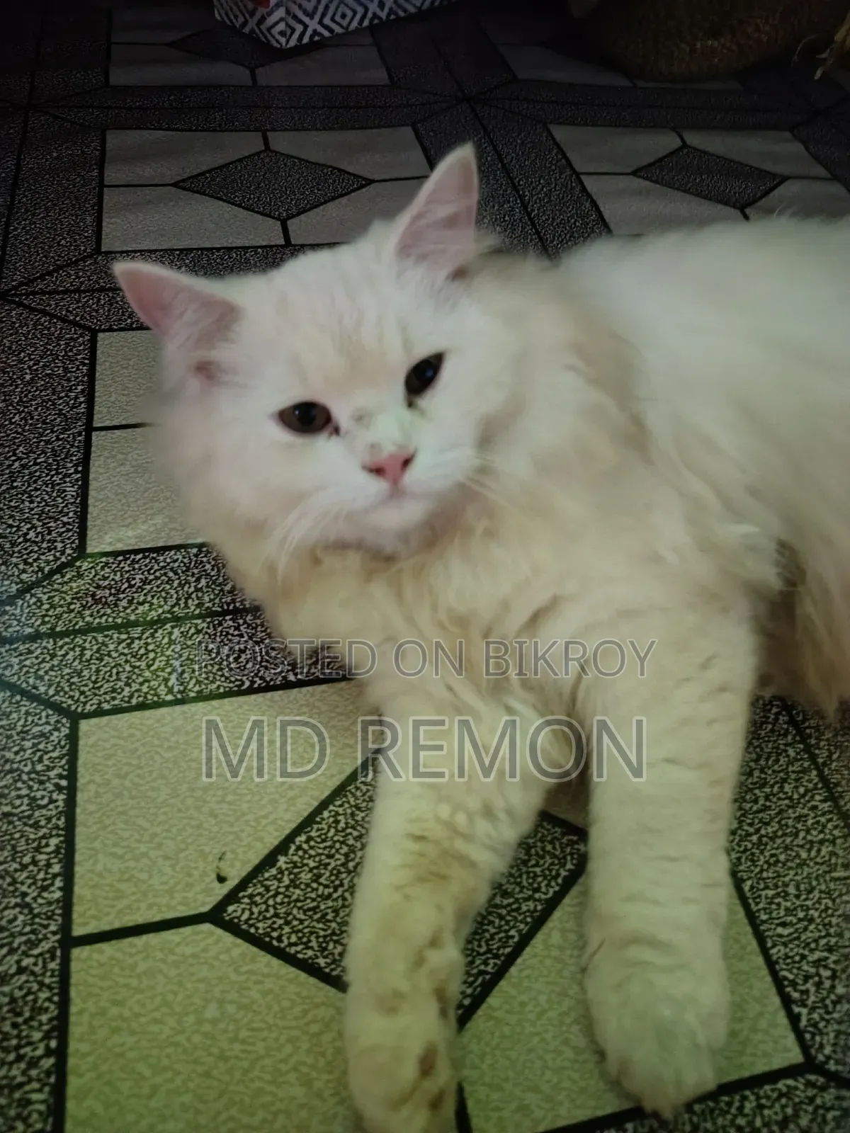 6-12 Months Female Purebred Persian