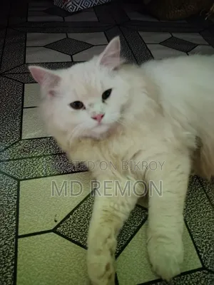 6-12 Months Female Purebred Persian